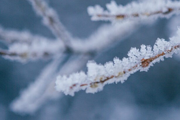 val de frig in maramures temperaturi de 13 grade la munte si pagube in livezi din cauza inghetului 69d8c4ed0b03c