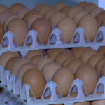 video alerta sanitara in prag de sarbatori 15 milioane de oua care ar fi contaminate cu salmonella retrase de la vanzare 69da2bb553573