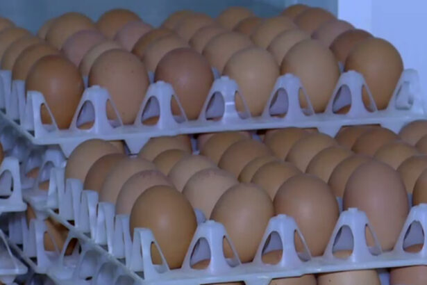 video alerta sanitara in prag de sarbatori 15 milioane de oua care ar fi contaminate cu salmonella retrase de la vanzare 69da2bb553573