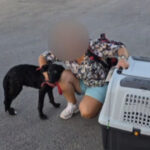 video ce s a intamplat cu caelya catelusa batuta cu bestialitate pe o strada din bucuresti agresorul a fost condamnat la inchisoare 69d0ed6a89576