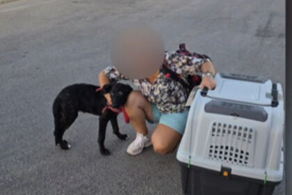 video ce s a intamplat cu caelya catelusa batuta cu bestialitate pe o strada din bucuresti agresorul a fost condamnat la inchisoare 69d0ed6a89576