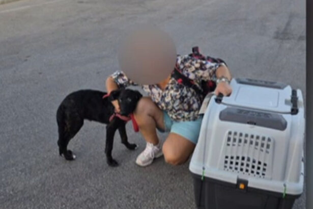 video ce s a intamplat cu caelya catelusa batuta cu bestialitate pe o strada din bucuresti agresorul a fost condamnat la inchisoare 69d0ed6a89576