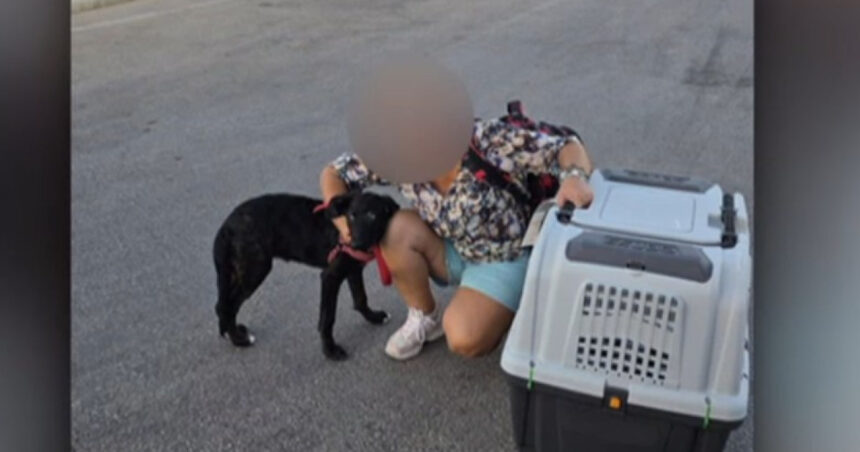 video ce s a intamplat cu caelya catelusa batuta cu bestialitate pe o strada din bucuresti agresorul a fost condamnat la inchisoare 69d0ed6a89576