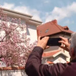 video explozie de culori pe strazile din capitala unde se afla cele mai spectaculoase magnolii din bucuresti 69d13aeb7f947