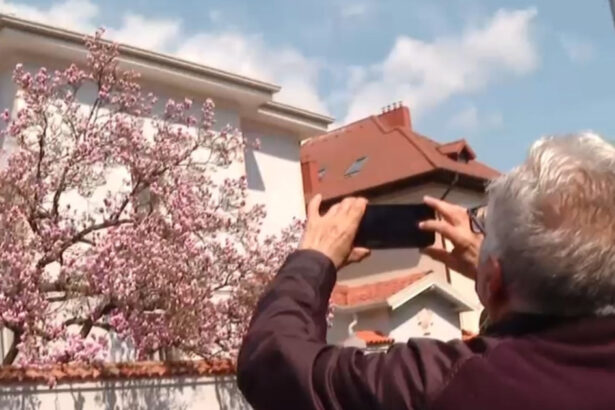 video explozie de culori pe strazile din capitala unde se afla cele mai spectaculoase magnolii din bucuresti 69d13aeb7f947
