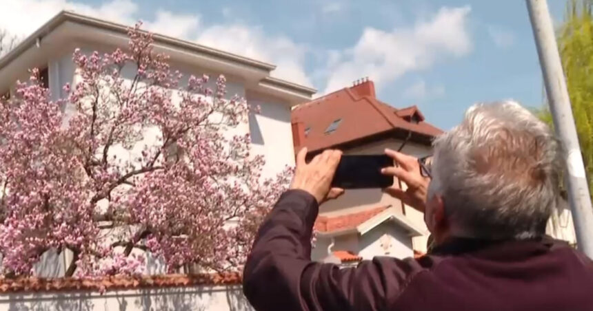 video explozie de culori pe strazile din capitala unde se afla cele mai spectaculoase magnolii din bucuresti 69d13aeb7f947