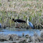 video guvernul trebuie sa stabileasca pana in august noi arii naturale protejate si zone pentru biodiversitate masura este prevazuta in pnrr 69cfebc46da4d