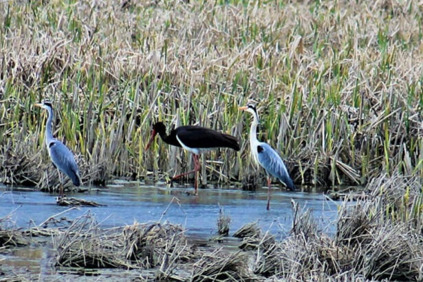 video guvernul trebuie sa stabileasca pana in august noi arii naturale protejate si zone pentru biodiversitate masura este prevazuta in pnrr 69cfebc46da4d