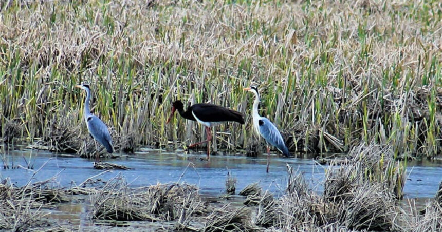 video guvernul trebuie sa stabileasca pana in august noi arii naturale protejate si zone pentru biodiversitate masura este prevazuta in pnrr 69cfebc46da4d