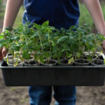 video rasadurile de rosii la mare cautare in aceasta perioada care sunt soiurile vedeta printre legumicultori nu le muncesti degeaba 69d49145e471a