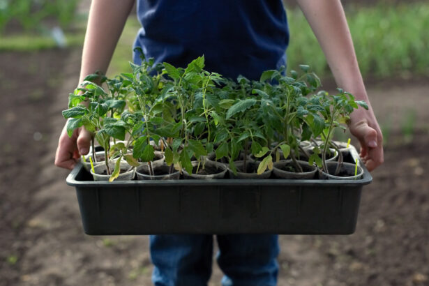 video rasadurile de rosii la mare cautare in aceasta perioada care sunt soiurile vedeta printre legumicultori nu le muncesti degeaba 69d49145e471a