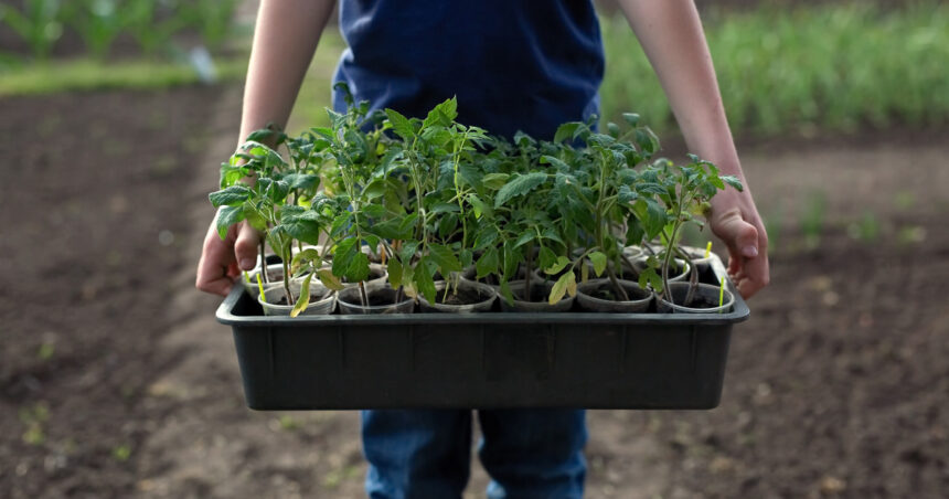 video rasadurile de rosii la mare cautare in aceasta perioada care sunt soiurile vedeta printre legumicultori nu le muncesti degeaba 69d49145e471a