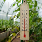 video rasadurile in pericol din cauza diferentelor mari de temperatura de la zi la noapte cum incearca legumicultorii sa salveze productia 69e06ee016e96