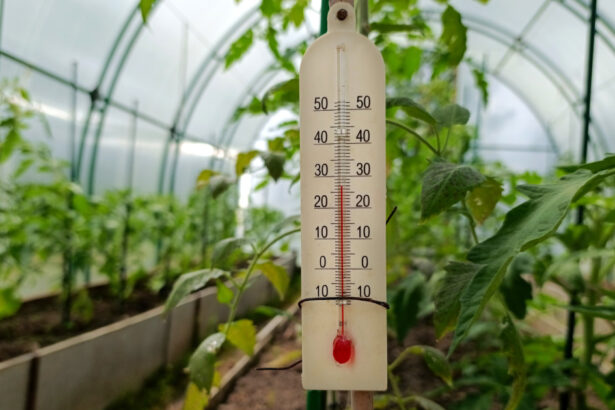 video rasadurile in pericol din cauza diferentelor mari de temperatura de la zi la noapte cum incearca legumicultorii sa salveze productia 69e06ee016e96