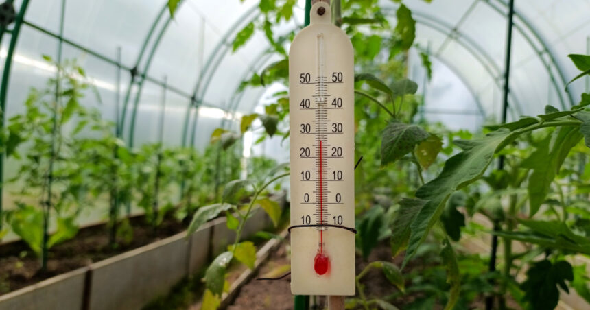 video rasadurile in pericol din cauza diferentelor mari de temperatura de la zi la noapte cum incearca legumicultorii sa salveze productia 69e06ee016e96