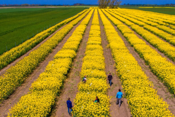 video tensiunile dintre sua si iran agita pietele agricole cezar gheorghe expert romania nu risca penurie alimentara 69db89bfbed60