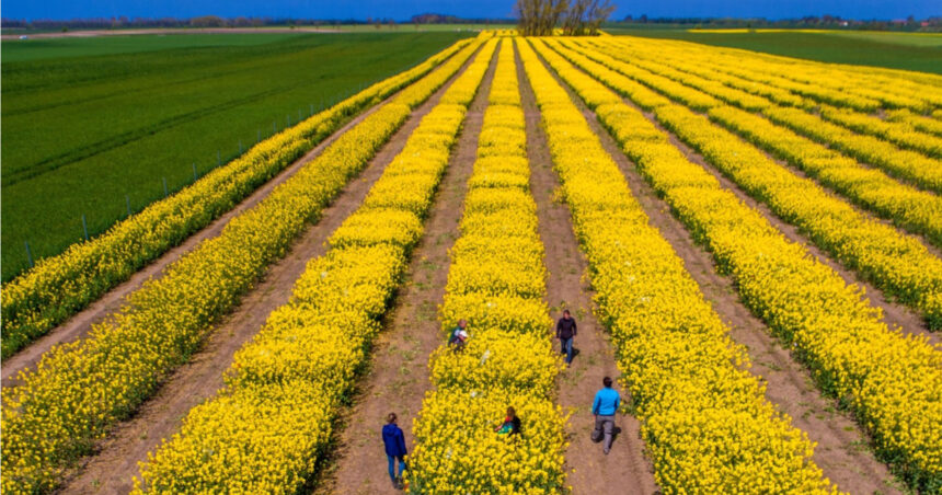 video tensiunile dintre sua si iran agita pietele agricole cezar gheorghe expert romania nu risca penurie alimentara 69db89bfbed60