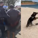 video un individ a talharit o batrana de 90 de ani la chirnogeni a fost prins cu ajutorul unui caine politist 69de4a7fc37b8