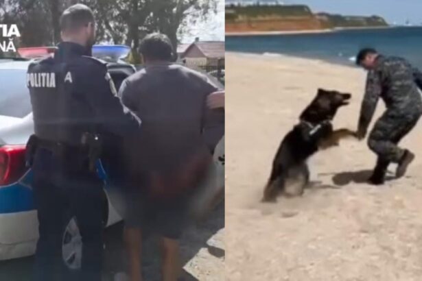 video un individ a talharit o batrana de 90 de ani la chirnogeni a fost prins cu ajutorul unui caine politist 69de4a7fc37b8