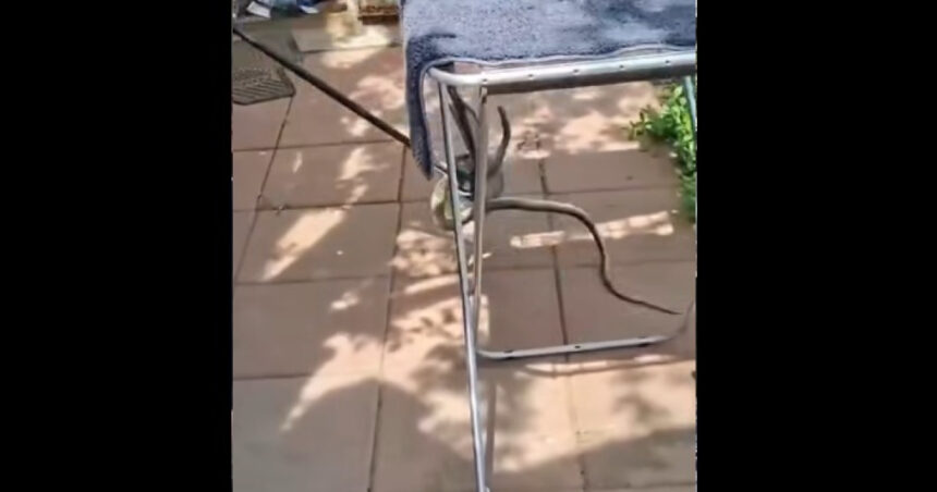 video un sarpe lung de 2 metri a fost descoperit in casa unei femei din judetul galati proprietara a sunat la 112 69e64be481a01