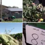 video varza de primavara compromisa de vreme cum arata acum culturile din dolj ramanem iar cu ea pe camp 69ec5a1a129ae