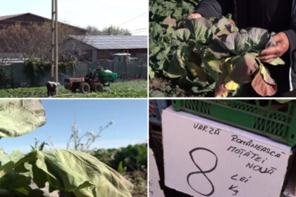 video varza de primavara compromisa de vreme cum arata acum culturile din dolj ramanem iar cu ea pe camp 69ec5a1a129ae