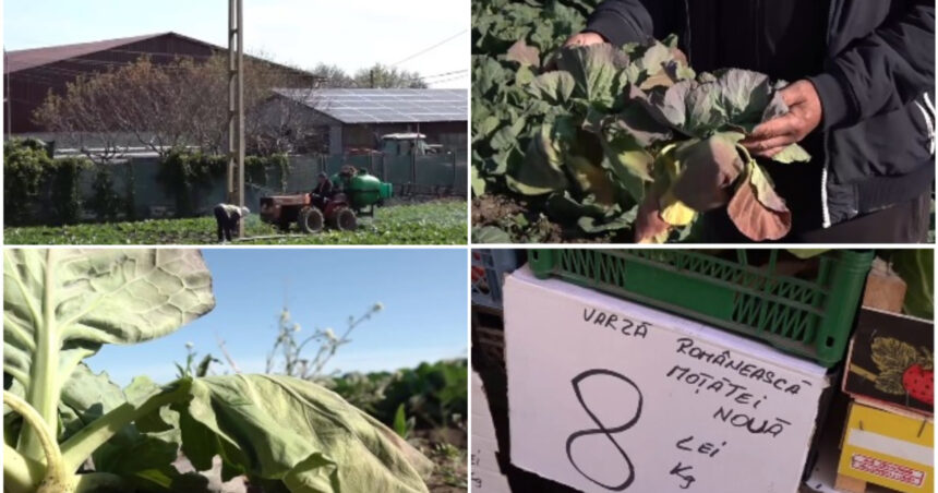 video varza de primavara compromisa de vreme cum arata acum culturile din dolj ramanem iar cu ea pe camp 69ec5a1a129ae