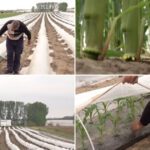 video vremea capricioasa schimba agricultura din romania cu ce au inlocuit fermierii din oltenia culturile de rosii si pepeni din alti ani 69f0408b16108