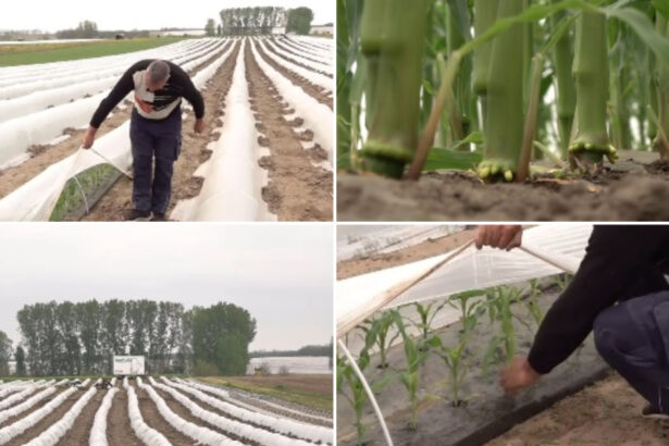 video vremea capricioasa schimba agricultura din romania cu ce au inlocuit fermierii din oltenia culturile de rosii si pepeni din alti ani 69f0408b16108