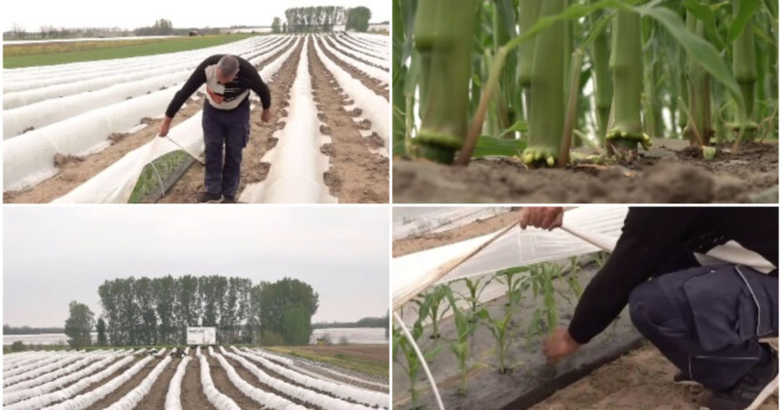 video vremea capricioasa schimba agricultura din romania cu ce au inlocuit fermierii din oltenia culturile de rosii si pepeni din alti ani 69f0408b16108