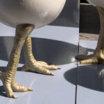 videofoto ouale cu picioare au declansat un scandal la timisoara dupa ce au fost amplasate langa o statuie conflict intre artist si primarie 69d4d0743b460