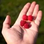care sunt obiceiurile alimentare care te pot imbatrani mai repede si cum sa le corectezi 69fde04be1d12