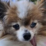 cel mai batran caine din lume intra in cartea recordurilor este sanatos si a fost adoptat la peste 30 de ani 6a01e520cba2b