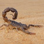 cercetatorii au scos la iveala secretul metalic al scorpionilor 69f756e913258