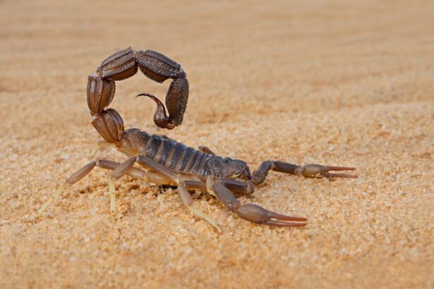 cercetatorii au scos la iveala secretul metalic al scorpionilor 69f756e913258