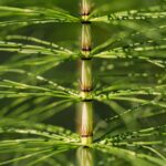 coada calului planta care a supravietuit tuturor extinctiilor o gasesti azi pe marginea drumului in romania 69f8b6bcc7c0c