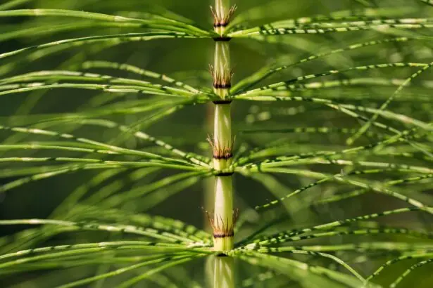 coada calului planta care a supravietuit tuturor extinctiilor o gasesti azi pe marginea drumului in romania 69f8b6bcc7c0c