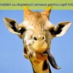 de ce au girafele limba mov inchis 69ff864827194