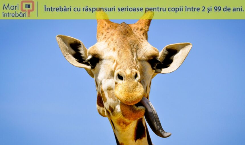 de ce au girafele limba mov inchis 69ff864827194