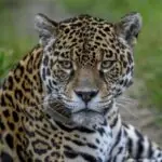 jaguarul in pragul disparitiei in padurea atlantica lipsa hranei o amenintare critica 6a017981de0c2