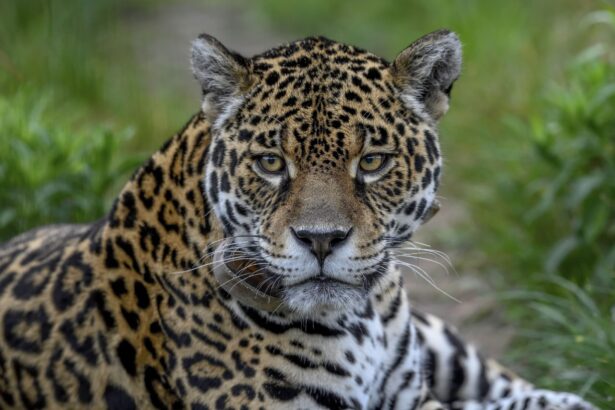 jaguarul in pragul disparitiei in padurea atlantica lipsa hranei o amenintare critica 6a017981de0c2