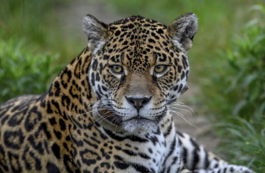 jaguarul in pragul disparitiei in padurea atlantica lipsa hranei o amenintare critica 6a017981de0c2