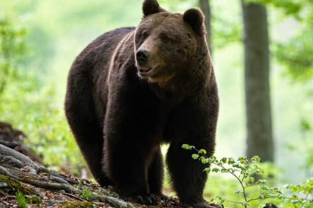 mesaj ro alert dupa ce un urs a fost vazut in bistrita intr o zona in care a avut loc un eveniment pentru familii 6a0a18f21ca21