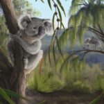 o specie necunoscuta de koala descoperita in australia animalul disparut avea un craniu diferit de cel al exemplarelor moderne 6a04785e7edd6