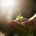 oamenii de stiinta au descoperit ca plantele tipa atunci cand sunt stresate 69f4fa7094677
