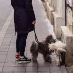 obligatia pe care o vor avea proprietarii de caini dintr un oras italian amenda de pana la 500 de euro daca nu va fi respectata 69f4da19c135e