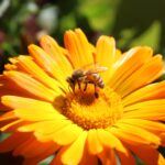 pierderea biodiversitatii ameninta direct sanatatea oamenilor arata un nou studiu disparitia polenizatorilor afecteaza alimentatia si veniturile 6a0639c96cfe4