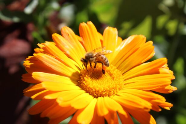 pierderea biodiversitatii ameninta direct sanatatea oamenilor arata un nou studiu disparitia polenizatorilor afecteaza alimentatia si veniturile 6a0639c96cfe4