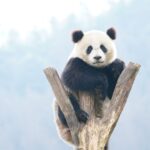 test de cultura generala de ce ursii panda stau uneori in maini 6a0c614583d39