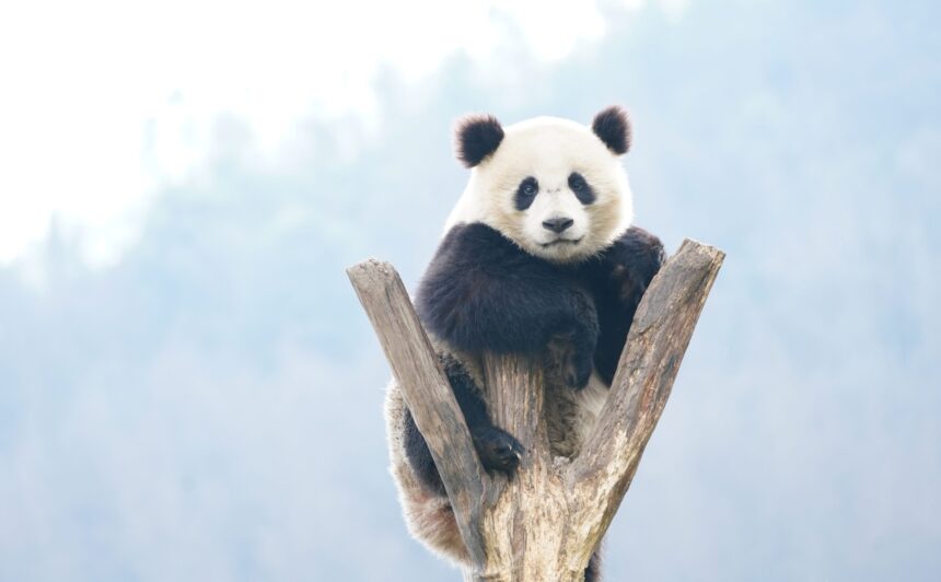 test de cultura generala de ce ursii panda stau uneori in maini 6a0c614583d39